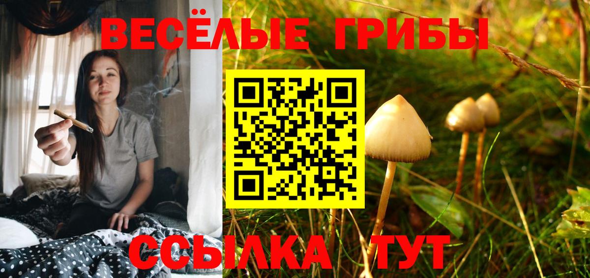 Галлюциногенные грибы Psilocybine cubensis Мурманск